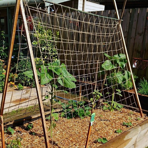 Jute pea bean netting - netting, heavy