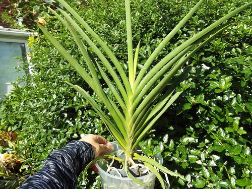 Rare paraphalaenopsis - rare,