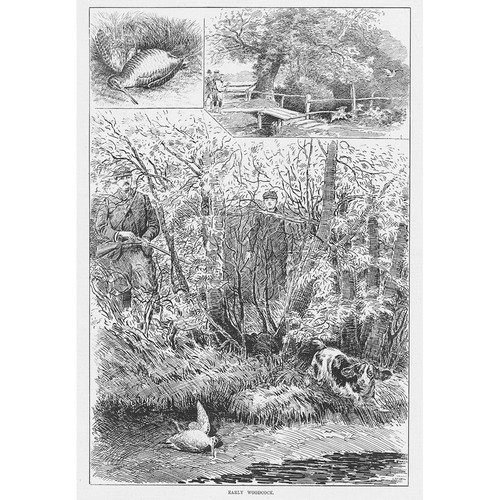 Early woodcock hunting scene - woodcock,