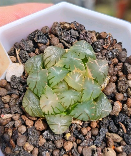 Haworthia cooperi mochi - cooperi,