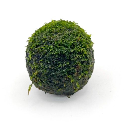 Java moss lava rock 7cm - rock, 5-7cm