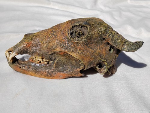 Real animal skull - real,