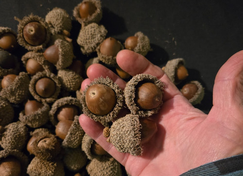 From the ozarks huge dried - the, ozarks,