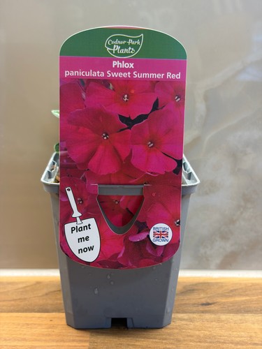 Phlox sweet summer - summer, red
