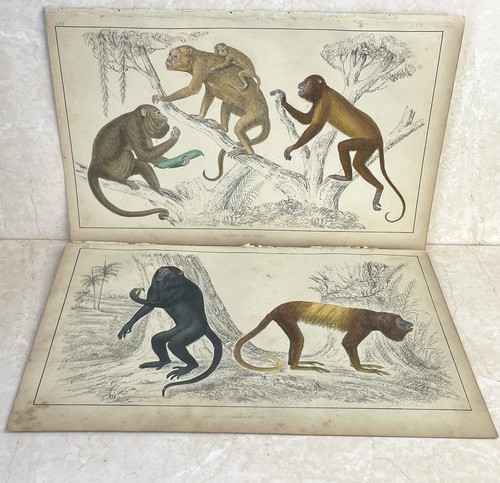 Antique book engraving - book,