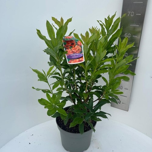 Azalea gibraltar orange - ",
