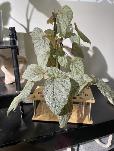 Begonia sinbad top cutting - begonia,