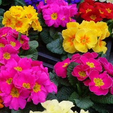 Primula Elatior 'Exhibition