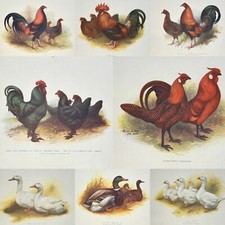Antique Poultry Book Plates by