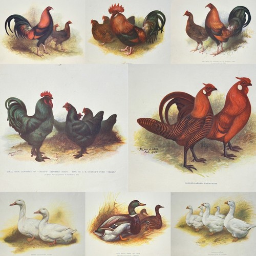 Antique poultry book plates - antique,