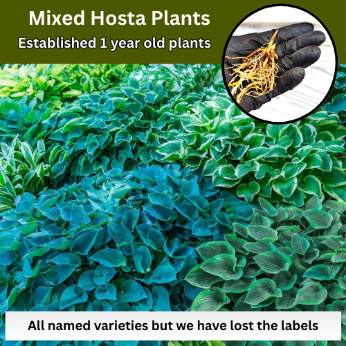 Pack mixed hosta - mixed,