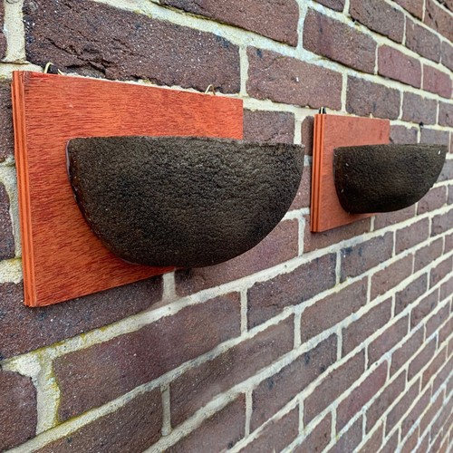 Swallow nest box garden - garden, wild