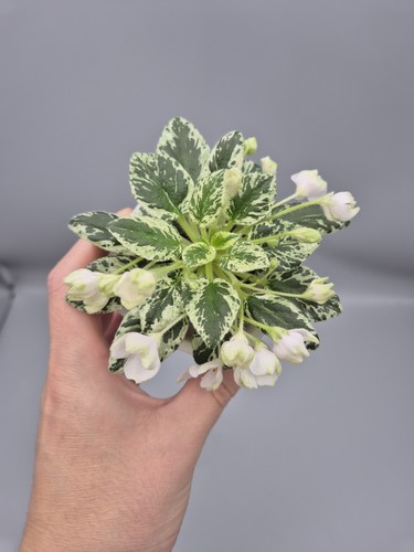 Rare find indoor blooming - to, find|indoor