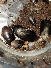 Shadow Roaches.  Rare Roaches and Free Priority Mail Shipping!