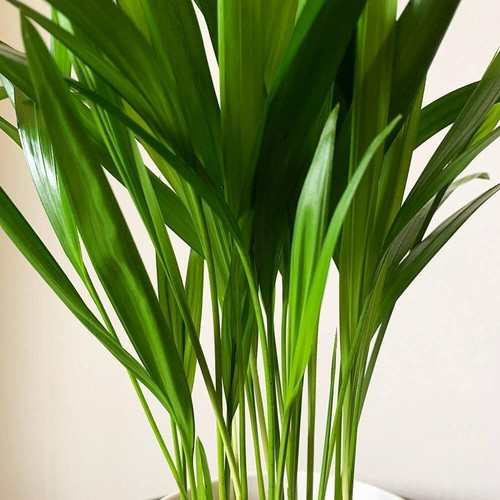 Areca palm 9cm pot - palm,
