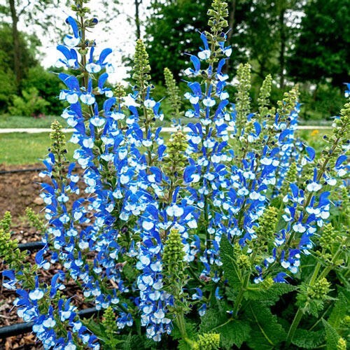 Azure snow salvia seeds - snow,