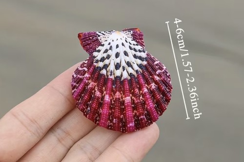 Scallop shells lavender - shells,