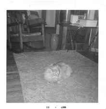 Vintage Photo Fluffy Cat Rug Rocking Chair Vase Interior Room Decor Antique