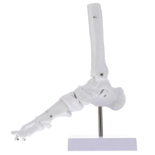 Foot bone model human torso - bone,