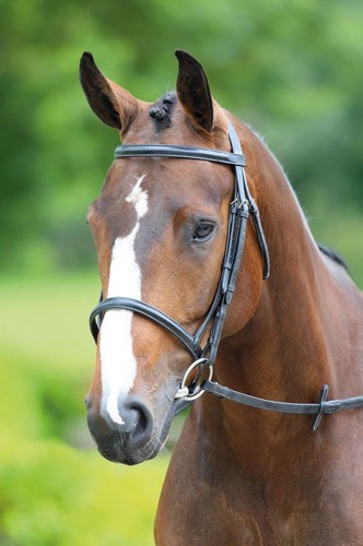 Bridleway melton raised - melton,