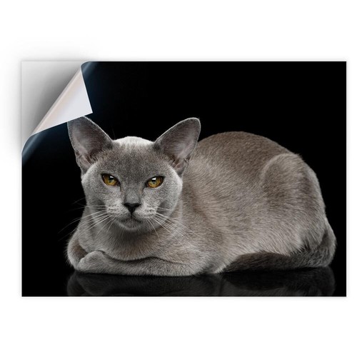 Vinyl sticker burmese - 1x, cat