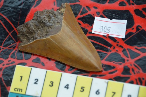 Sale beautiful megalodon - sale......beautiful,
