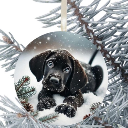 German shorthaired pointer - shorthaired,