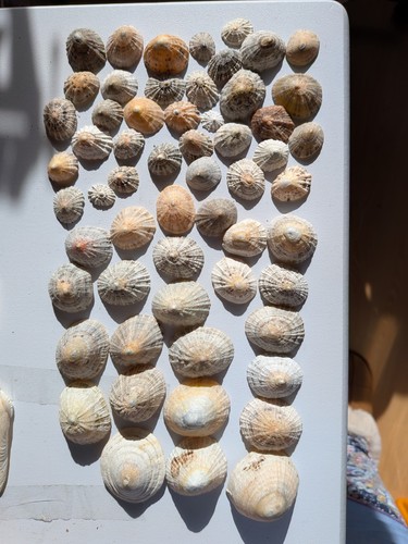 Seashells limpet various sizes - limpet,