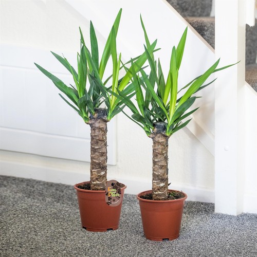 Large yucca evergreen floor - large,