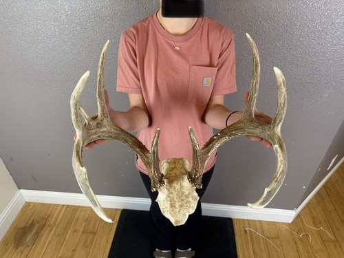 Real whitetail deer - whitetail, antlers