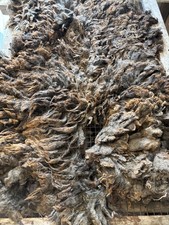 SALE 5.5+lbs Grey Lincoln sheep raw wool fiber fleece spinning weaving felting
