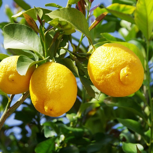 Citrus lemon tree with - 'lemon',