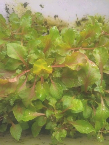 Alternanthera bettzickiana - alternanthera,