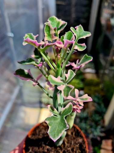 Senecio articulatus variegated - articulatus,