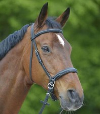 Star Bitless Bridle 