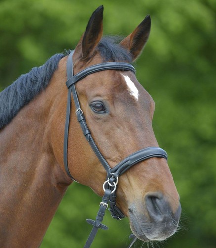 Star bitless bridle - bridle,
