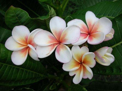 Plumeria obtusa duang suree - duang, |