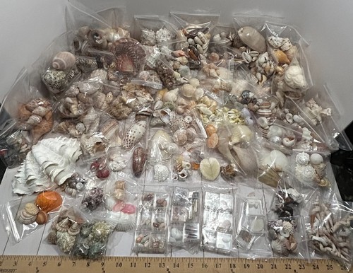 Huge lot seashell - huge, ~