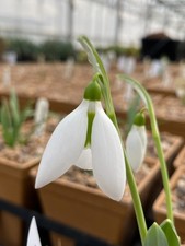 Galanthus elwesii 'Louise Ann