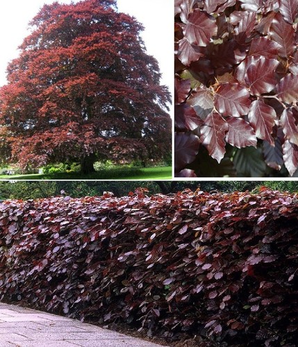 Copper beech purple - copper,