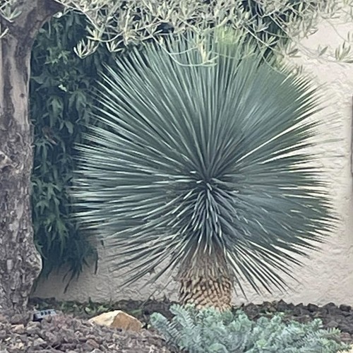 Yucca rostrata sapphire skies - yucca,