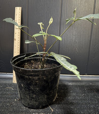 Schefflera Rhododendrifolia -