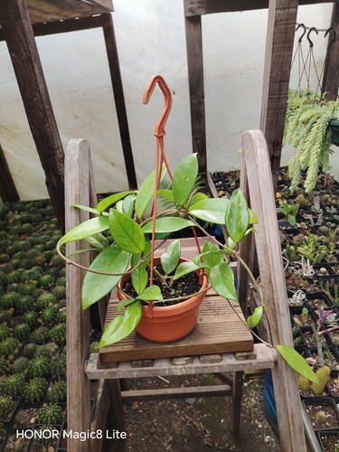 Hoya carnosa with - hoya,