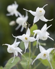 100 SEEDS EPIMEDIUM WHITE HART