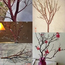 6 Fresh-Cut RED Manzanita