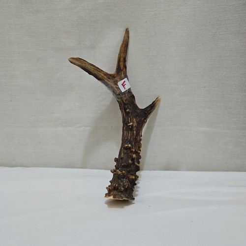 Deer roe antler - antler, ,thumbstick/