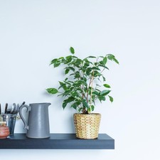 Ficus Benjamina Variegated (Weeping Fig) 12cm Pot x 2 by Thompson & Morgan