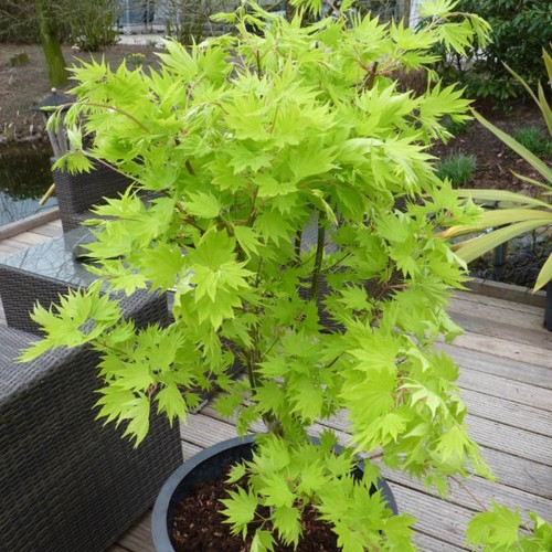 Japanese maple tree acer - japanese,