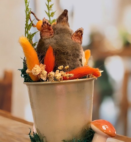 Autumn theme mole - mole, curiosity