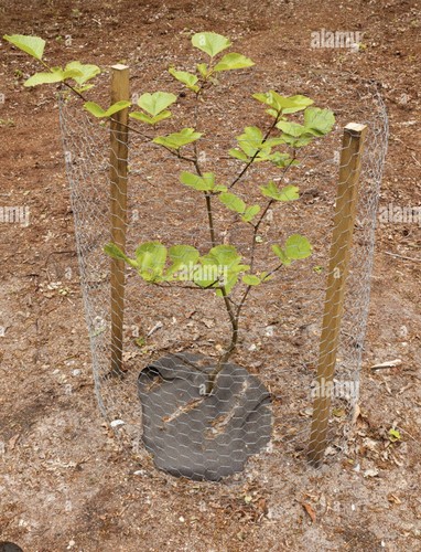 Green beech tree fagus - 1,